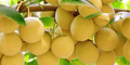 Ginkgo Biloba
