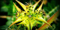 Tribulus Terrestris