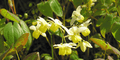 Epimedium